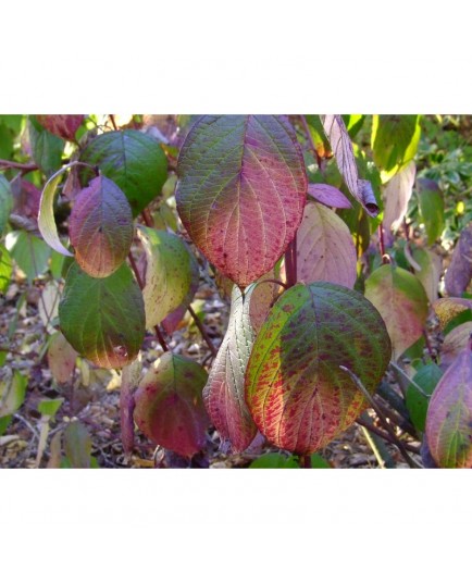 Cornus alba 'Siberian Pearls' - cornouiller