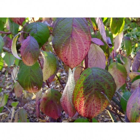 Cornus alba 'Siberian Pearls' - cornouiller