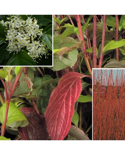 Cornus alba 'Sibirica' -cornouillers blancs