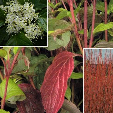 Cornus alba 'Sibirica' -cornouillers blancs