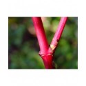 Cornus alba 'Sibirica' -cornouillers blancs