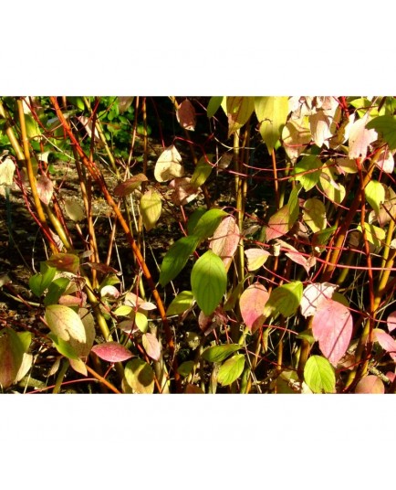 Cornus alba 'Van Eck' - Cornouiller Blanc