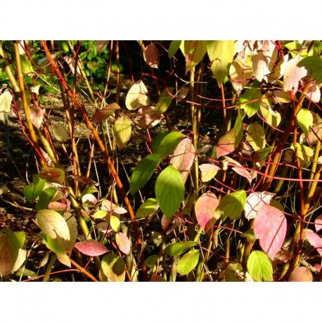 Cornus alba 'Van Eck' - Cornouiller Blanc