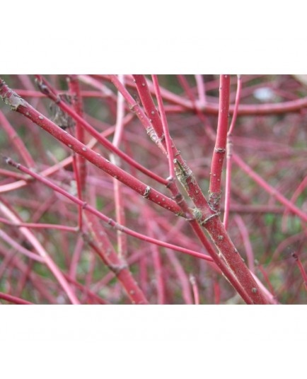 Cornus alba 'Westonbirt' - Cornouiller Blanc