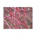 Cornus alba 'Westonbirt' - Cornouiller Blanc