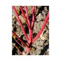 Cornus alba 'Westonbirt' - Cornouiller Blanc