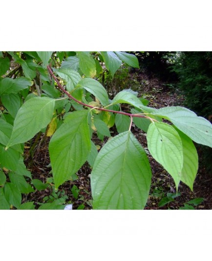 Cornus alba - Cornaceae - Cornouiller Blanc