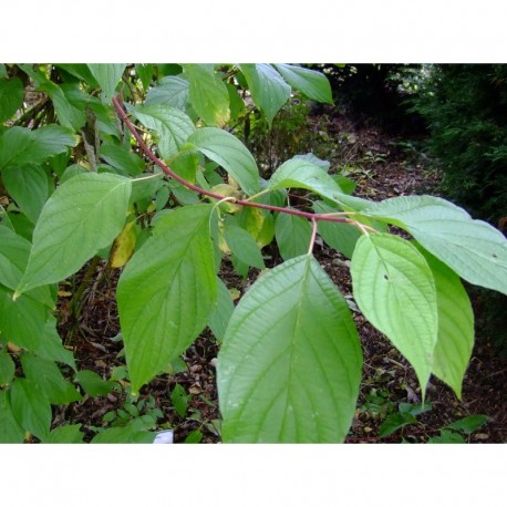 Cornus alba - Cornaceae - Cornouiller Blanc