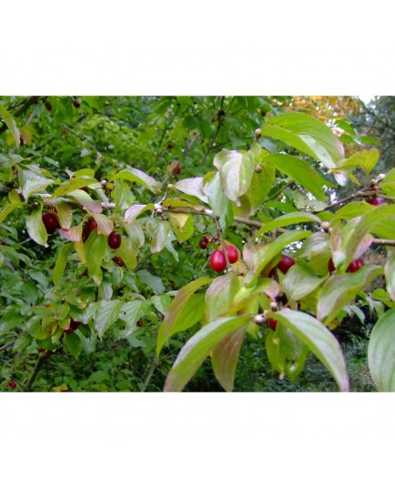 Cornus mas 'Golden Glory'