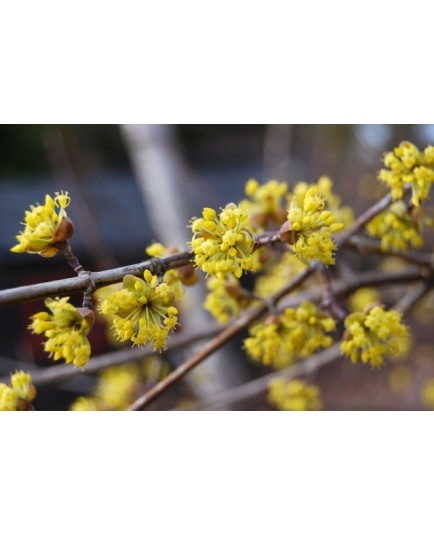 Cornus mas - cornouillers mâles,