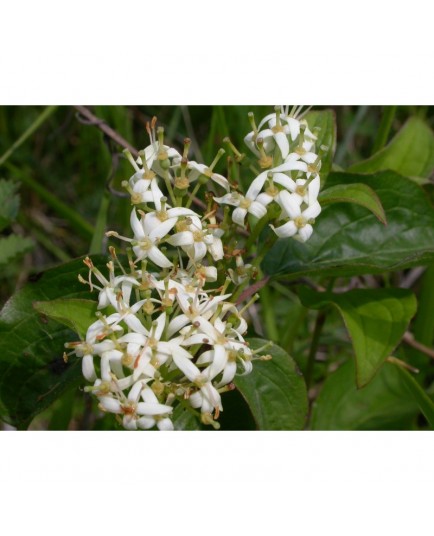 Cornus sanguinea- Cornouiller sanguin