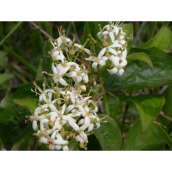 Cornus sanguinea- Cornouiller sanguin