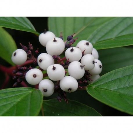 Cornus stolonifera 'Coloradensis' - Cornouiller