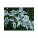 Cornus stolonifera 'White Gold' - Cornouiller