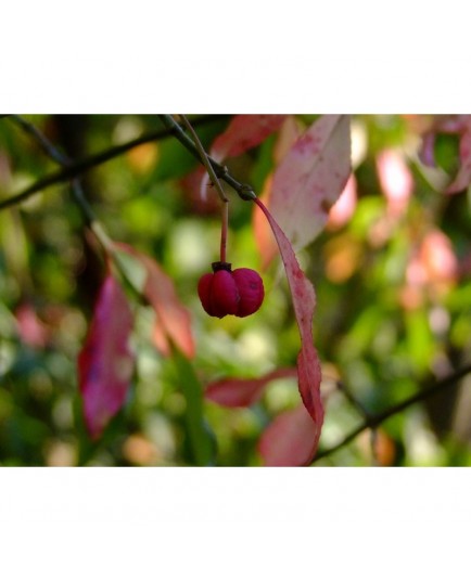 Euonymus europaeus 'Red Cascade'- Fusain