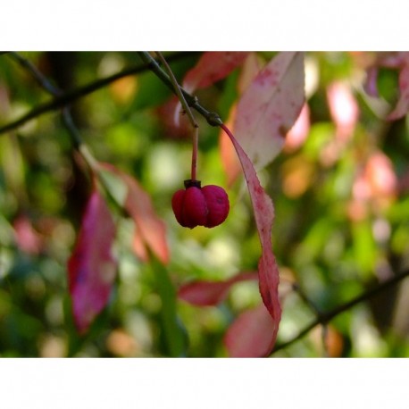 Euonymus europaeus 'Red Cascade'- Fusain