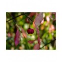 Euonymus europaeus 'Red Cascade'- Fusain