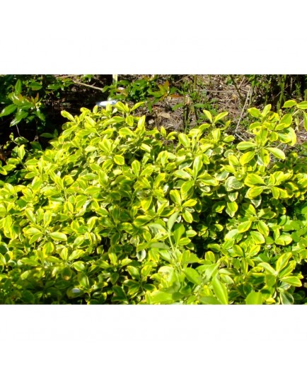 Euonymus fortunei 'Canadale Gold' - Fusain nain doré