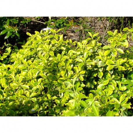 Euonymus fortunei 'Canadale Gold' - Fusain nain doré
