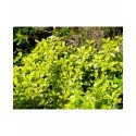 Euonymus fortunei 'Canadale Gold' - Fusain nain doré