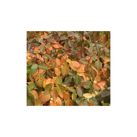 Euonymus fortunei 'Coloratus' - Fusain rampant, fusain de Chine