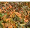 Euonymus fortunei 'Coloratus' - Fusain rampant, fusain de Chine