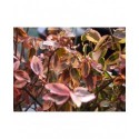 Euonymus fortunei 'Emerald'n Gold' - fusains, fusains nains dorés,