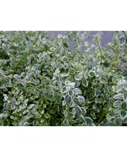 Euonymus fortunei 'Silver Carpet'® - Fusain