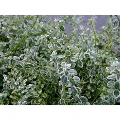Euonymus fortunei 'Silver Carpet'® - Fusain