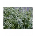 Euonymus fortunei 'Silver Carpet'® - Fusain