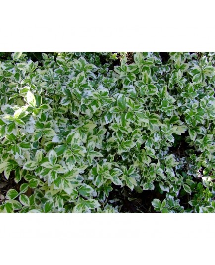 Euonymus fortunei 'Silver Gem' - Fusain