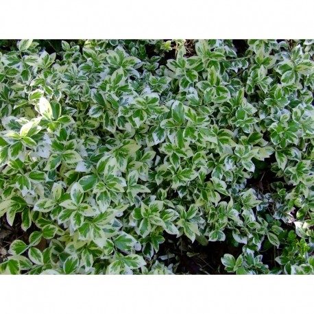 Euonymus fortunei 'Silver Gem' - Fusain