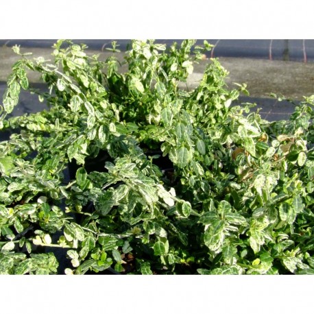 Euonymus fortunei 'Silver Stone' ® - fusain