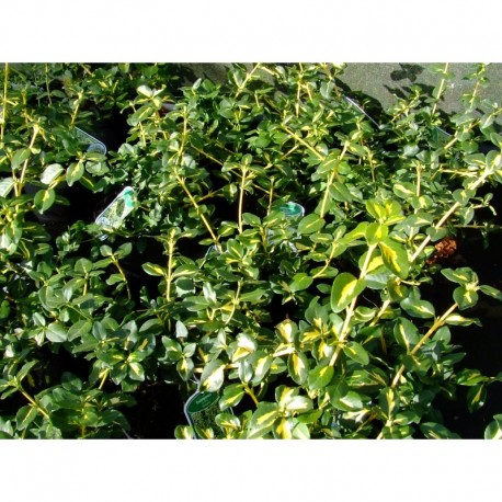 Euonymus fortunei 'Sunspot' - Fusain