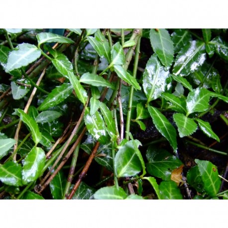 Euonymus fortunei 'Tustin' - Celastraceae - Fusain