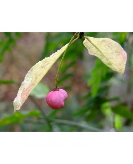 Euonymus hamiltonianus subsp. Sieboldianus - Fusain