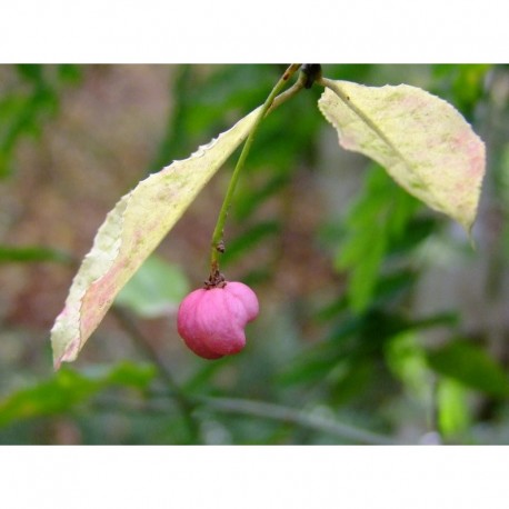 Euonymus hamiltonianus subsp. Sieboldianus - Fusain