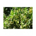 Euonymus japonicus 'Bravo' - Fusain