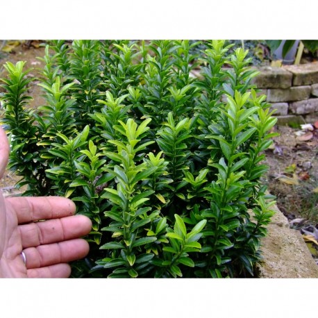 Euonymus japonicus 'Happiness'