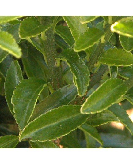 Euonymus japonicus 'Microphyllus' - fusains du Japon, fusains à bordure,