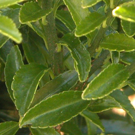 Euonymus japonicus 'Microphyllus' - fusains du Japon, fusains à bordure,