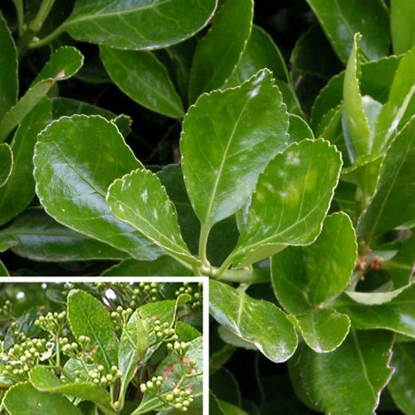 Euonymus japonicus - Fusain du Japon