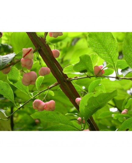 Euonymus planipes - Fusain