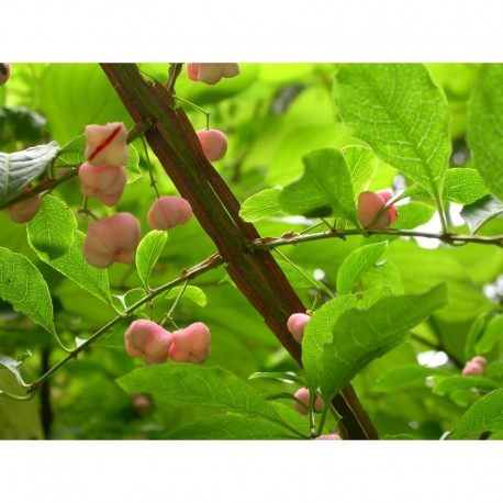 Euonymus planipes - Fusain