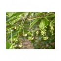 Euonymus vagans - Fusain