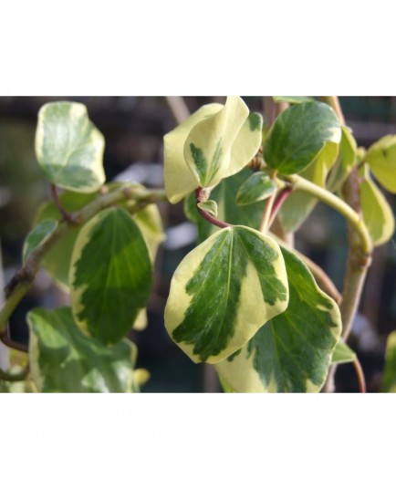 Hedera colchica 'Dentata Variegata' - Lierre panaché