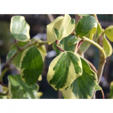 Hedera colchica 'Dentata Variegata' - Lierre panaché