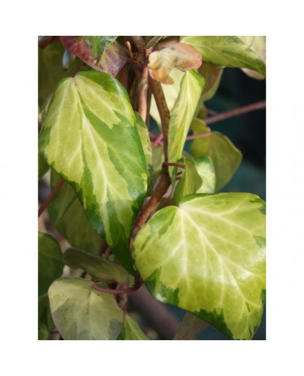 Hedera colchica 'Sulphur Heart' - Lierre panaché