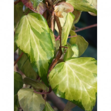 Hedera colchica 'Sulphur Heart' - Lierre panaché