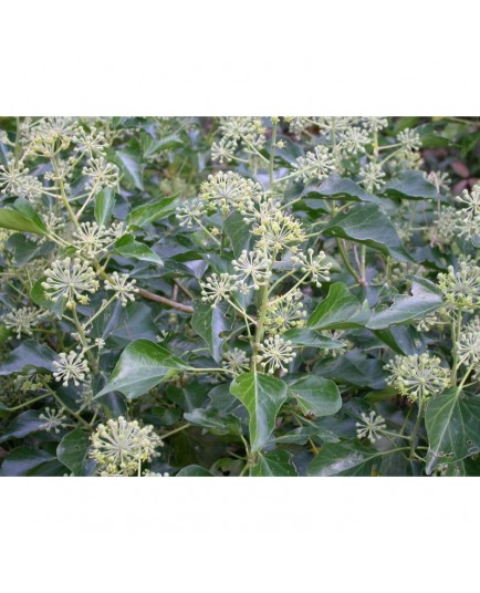 Hedera helix 'Arborescens' - lierres de Perse,